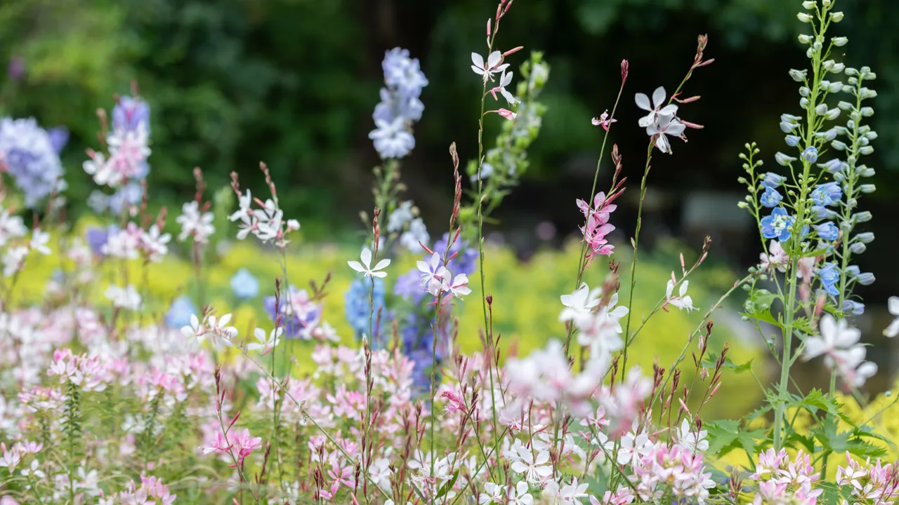Blommor, närbild plantering. Bland annat syns växten sommarljus.