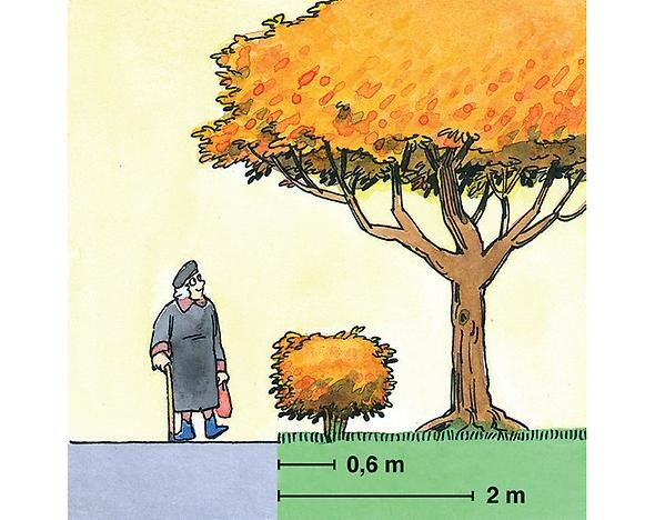 Bilden visar rätt placering när man ska plantera växter på sin tomt. Stora buskar och träd ska placeras minst 2 meter innanför tomtgräns. Häck- och buskplantor ska placeras minst 60 centimeter innanför tomtgräns.