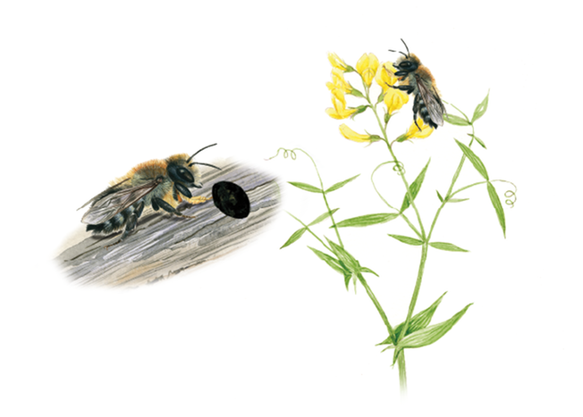 Vialtapetserarbi. Illustration av Jonas Lundin.