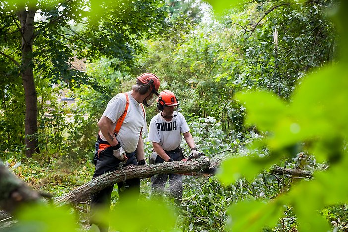 Två skogsarbetare röjer i skogen. Fotograf: Josefine Karlsson
