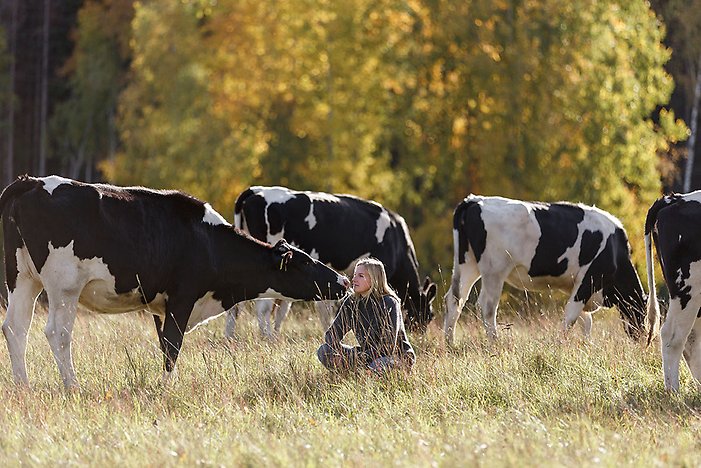 En person sitter i gräset på landsbygden medan en ko nosar på personens ansikte